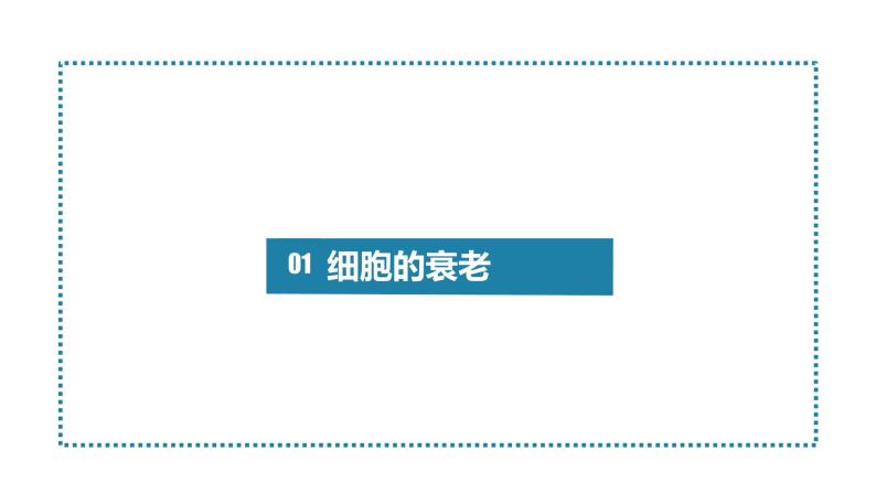 人教版高一生物必修一课件6.3细胞的衰老与死亡课件04