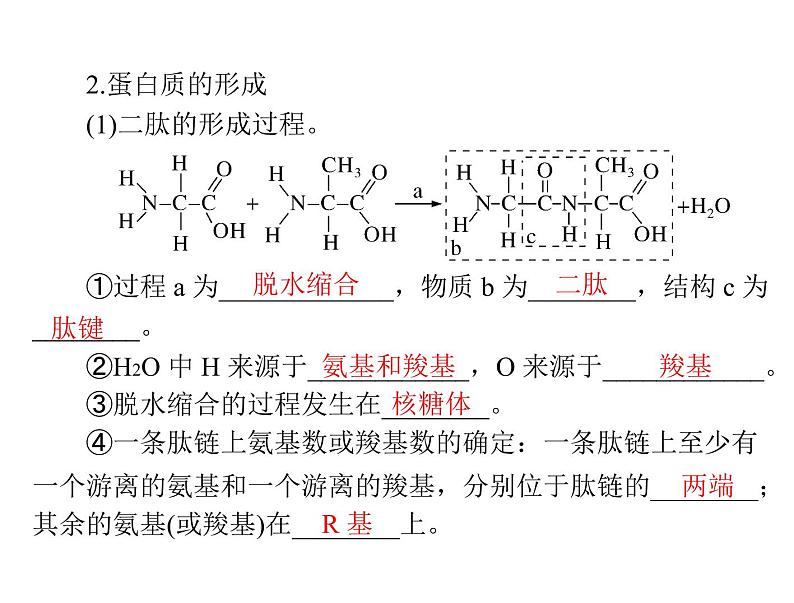 2022年《南方新课堂 高考总复习》生物 必修1 第2章 第2节 生命活动的主要承担者——蛋白质课件第5页