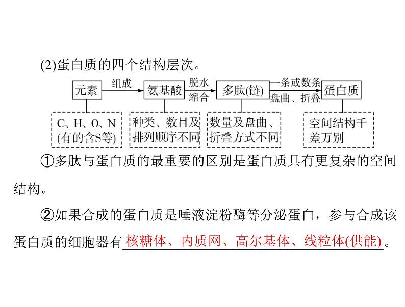 2022年《南方新课堂 高考总复习》生物 必修1 第2章 第2节 生命活动的主要承担者——蛋白质课件第6页
