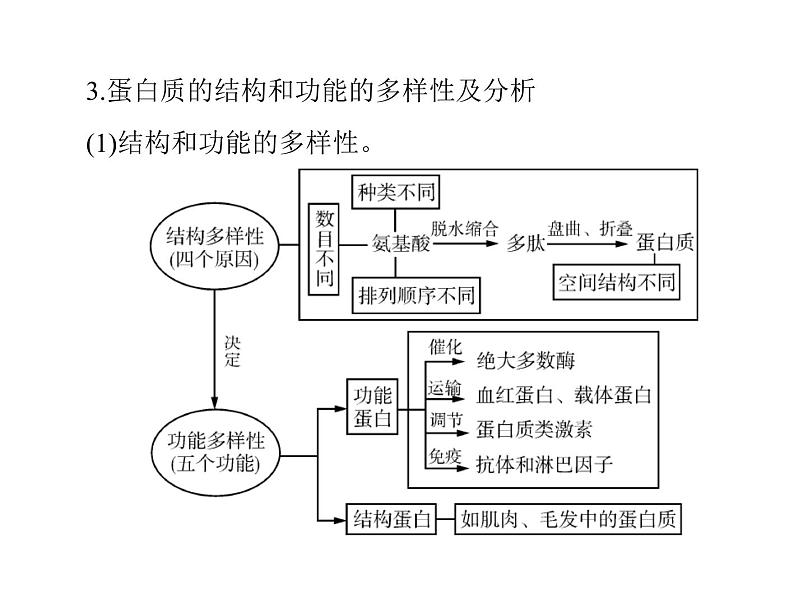 2022年《南方新课堂 高考总复习》生物 必修1 第2章 第2节 生命活动的主要承担者——蛋白质课件第7页