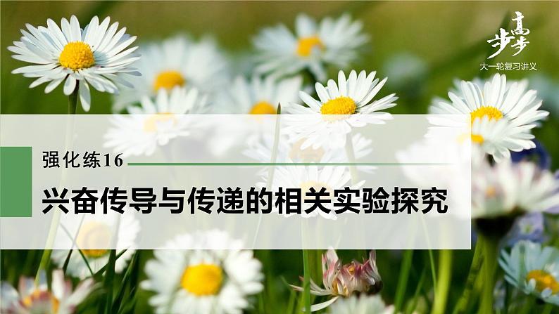高中生物2022年高考生物一轮复习 第8单元 强化练16 兴奋传导与传递的相关实验探究课件PPT第1页