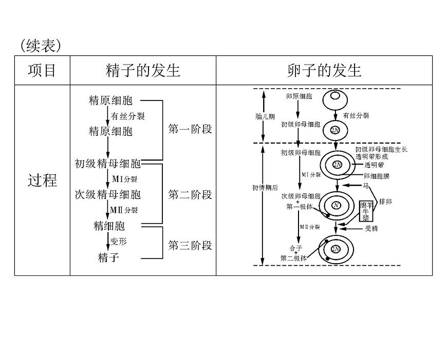 2022年《南方新課堂 高考總復習》生物 選修3 專題3 胚胎工程課件第4頁