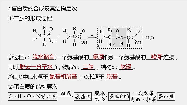 高中生物2022年高考生物一轮复习 第1单元 第3讲 蛋白质和核酸课件PPT第7页