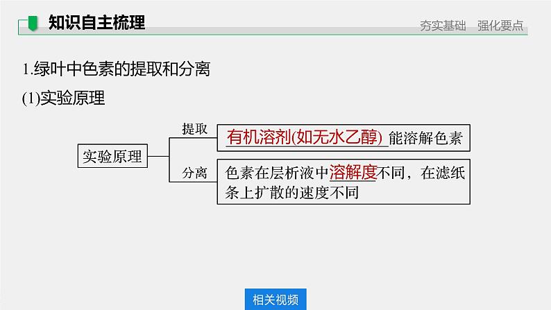 高中生物2022年高考生物一轮复习 第3单元 第9讲 光与光合作用课件PPT第5页