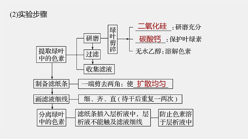 高中生物2022年高考生物一轮复习 第3单元 第9讲 光与光合作用课件PPT第7页