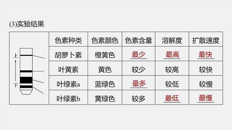高中生物2022年高考生物一轮复习 第3单元 第9讲 光与光合作用课件PPT第8页