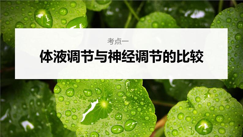 高中生物2023年高考生物一轮复习(新人教新高考) 第8单元 第5课时 体液调节与神经调节的关系课件PPT第4页