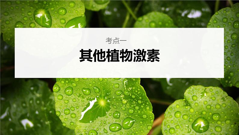 高中生物2023年高考生物一轮复习(新人教新高考) 第8单元 第9课时 其他植物激素、植物生长调节剂的应用及环境因素参与调节植物的生命活动课件PPT第4页