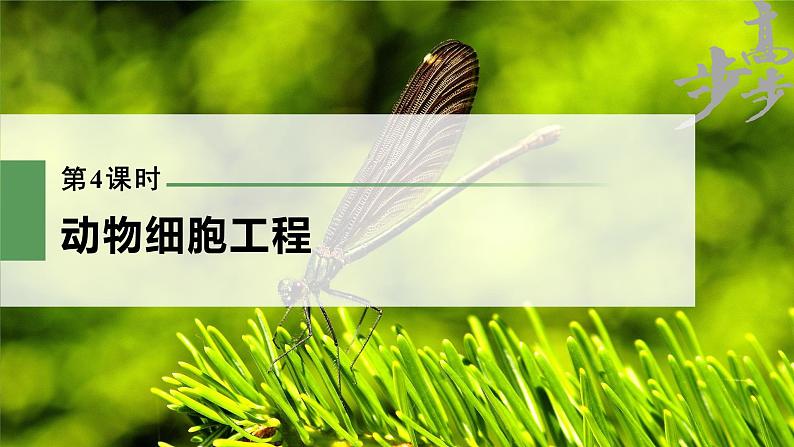 高中生物2023年高考生物一轮复习(新人教新高考) 第10单元 第4课时 动物细胞工程课件PPT01