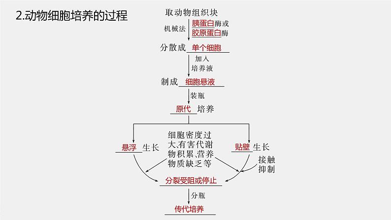 高中生物2023年高考生物一轮复习(新人教新高考) 第10单元 第4课时 动物细胞工程课件PPT06