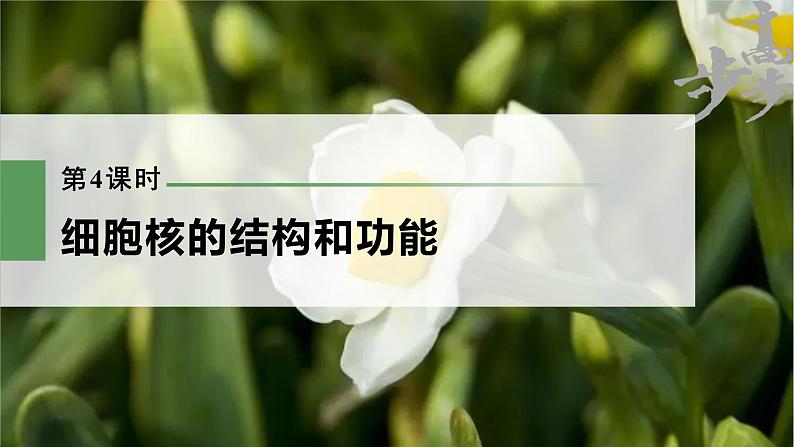 高中生物2023年高考生物一轮复习(新人教新高考) 第2单元 第4课时 细胞核的结构和功能课件PPT第1页