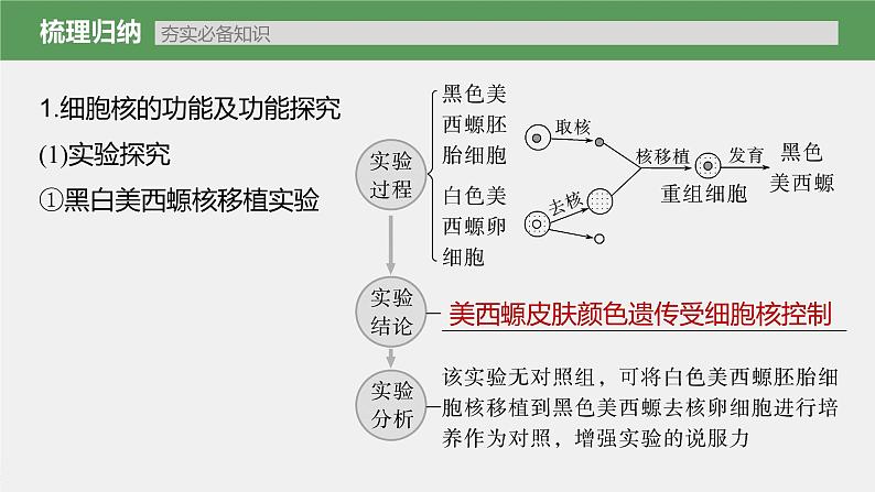 高中生物2023年高考生物一轮复习(新人教新高考) 第2单元 第4课时 细胞核的结构和功能课件PPT第3页
