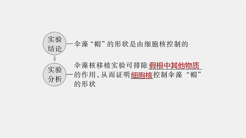 高中生物2023年高考生物一轮复习(新人教新高考) 第2单元 第4课时 细胞核的结构和功能课件PPT第7页