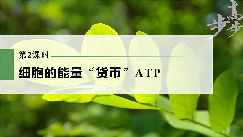 高中生物2023年高考生物一轮复习(新人教新高考) 第3单元 第2课时 细胞的能量“货币”ATP课件PPT第1页
