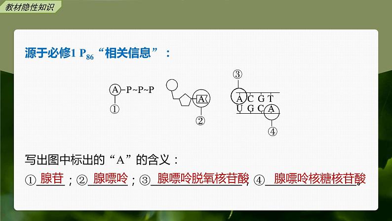 高中生物2023年高考生物一轮复习(新人教新高考) 第3单元 第2课时 细胞的能量“货币”ATP课件PPT第6页