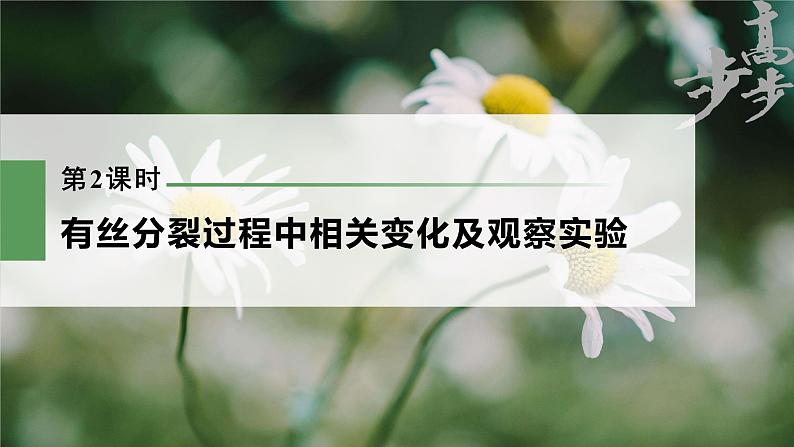 高中生物2023年高考生物一轮复习(新人教新高考) 第4单元 第2课时 有丝分裂过程中相关变化及观察实验课件PPT第1页