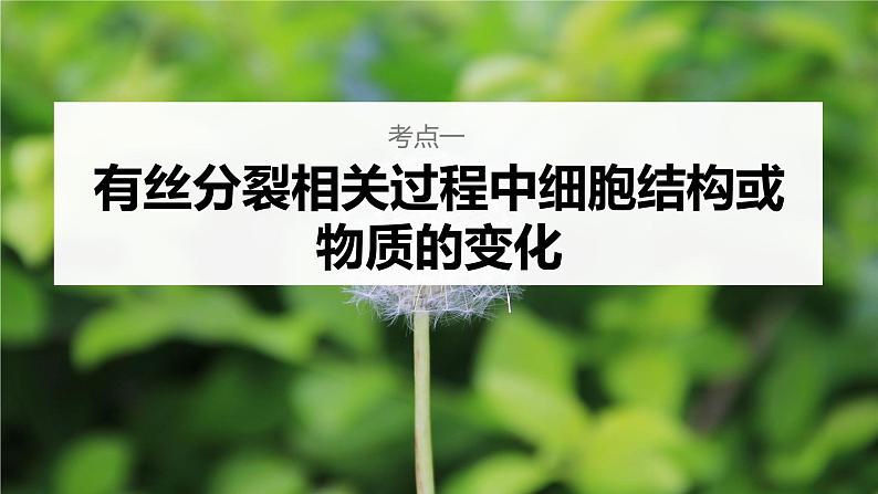 高中生物2023年高考生物一轮复习(新人教新高考) 第4单元 第2课时 有丝分裂过程中相关变化及观察实验课件PPT第4页