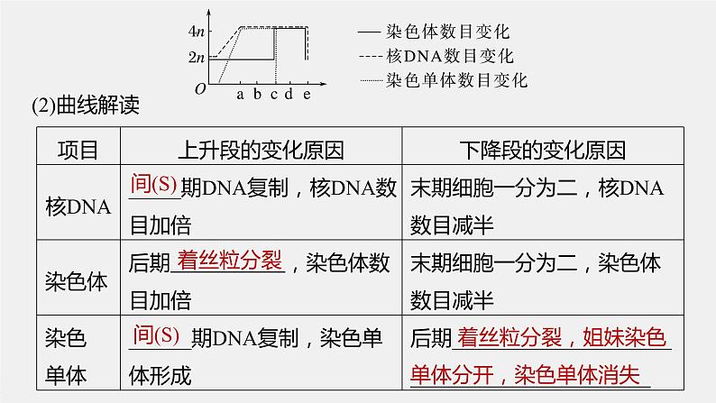 高中生物2023年高考生物一轮复习(新人教新高考) 第4单元 第2课时 有丝分裂过程中相关变化及观察实验课件PPT第7页