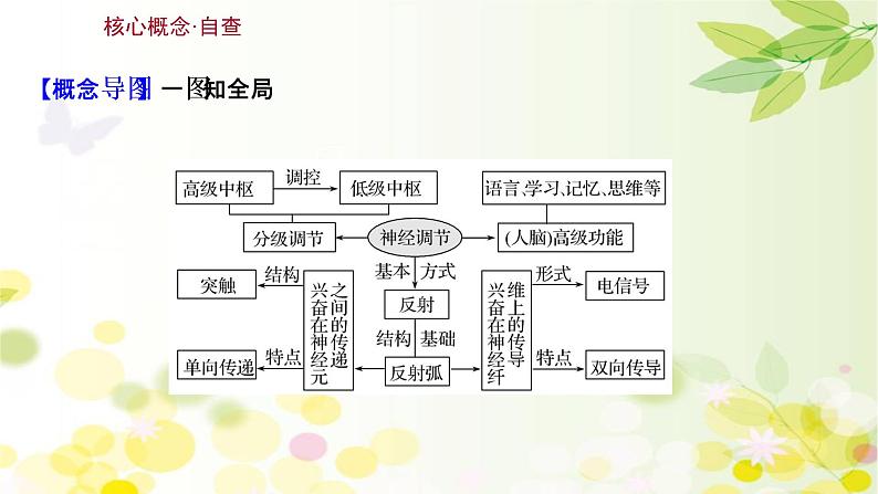 高中生物2022届新教材一轮复习人教版 第八单元 第2课 通过神经系统的调节 课件第3页
