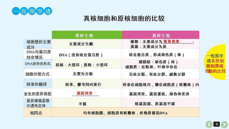 高中生物高考生物(全国版)一轮复习课件:第5课-细胞学说的建立、真核细胞和原核细胞的比较05
