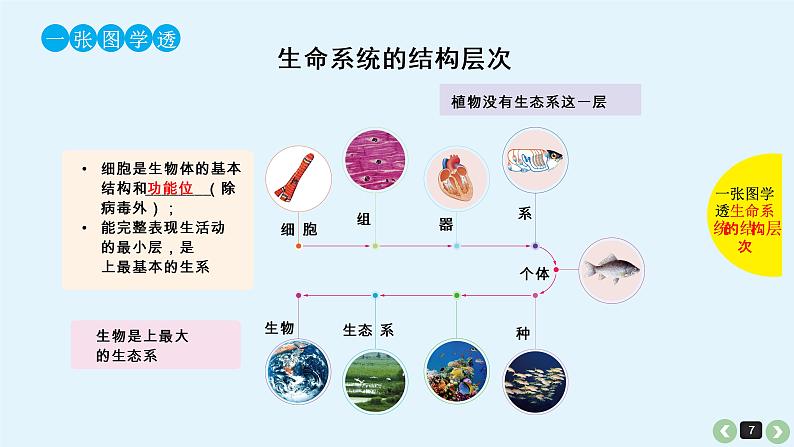 高中生物高考生物(全国版)一轮复习课件:第5课-细胞学说的建立、真核细胞和原核细胞的比较07