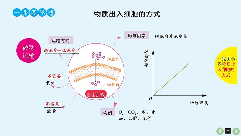 高中生物高考生物(全国版)一轮复习课件:第9课-细胞的物质输入和输出第2页