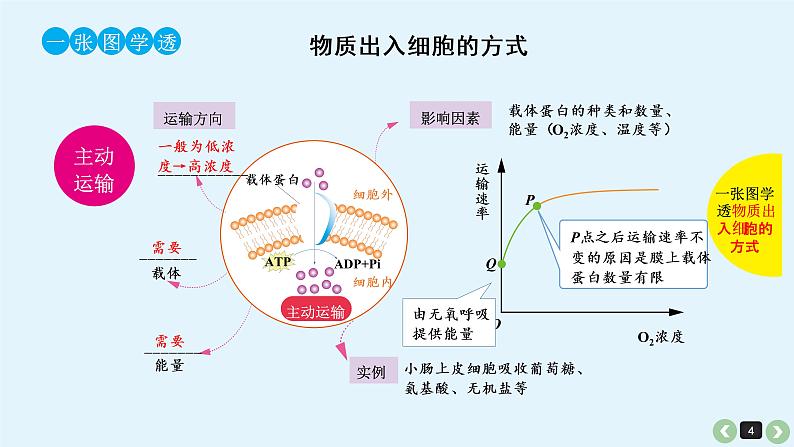 高中生物高考生物(全国版)一轮复习课件:第9课-细胞的物质输入和输出第4页