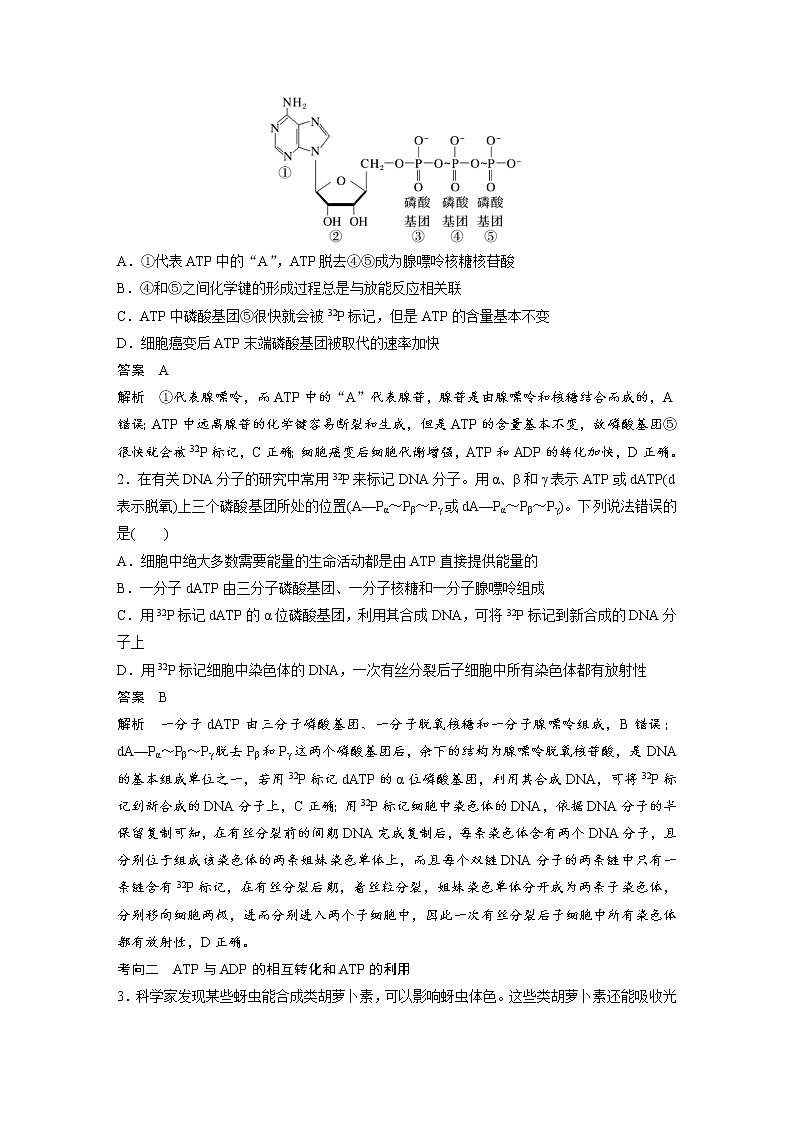 (新高考)2023年高考生物一轮复习讲义第3单元第2课时细胞的能量“货币”ATP(含解析)第3页