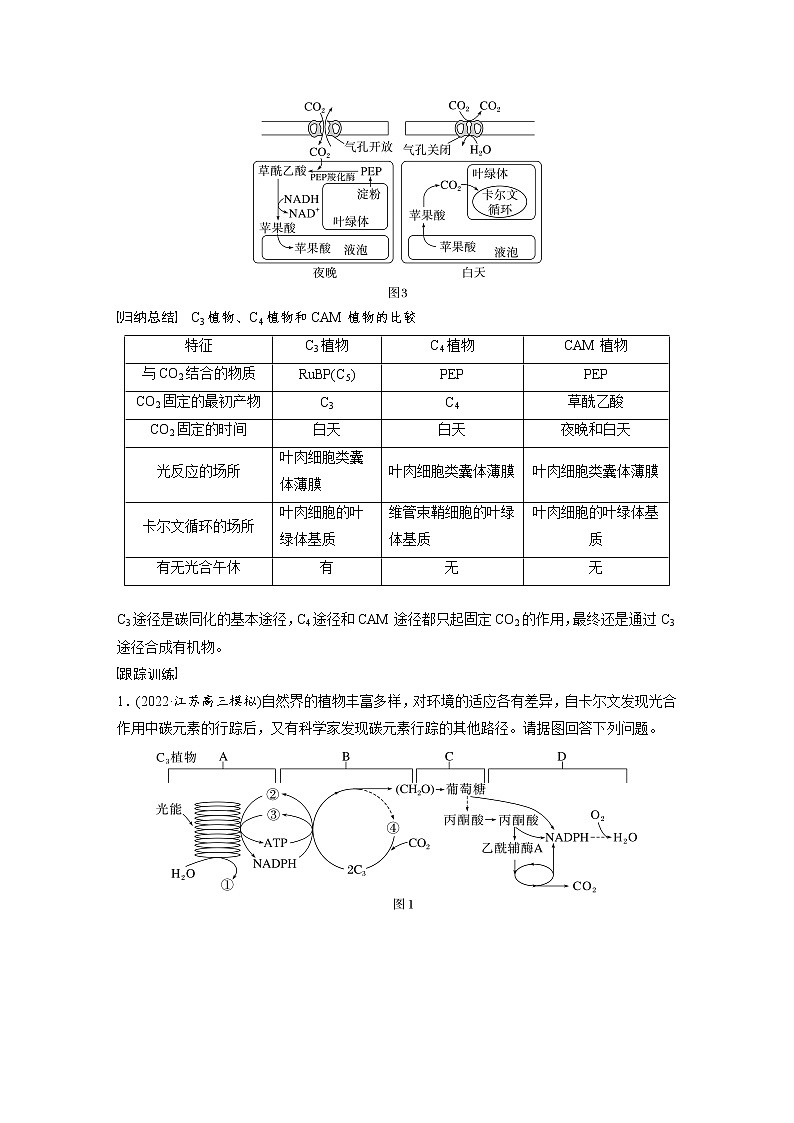 (新高考)2023年高考生物一轮复习讲义第3单元解惑练1C3植物、C4植物和CAM植物(含解析)第2页