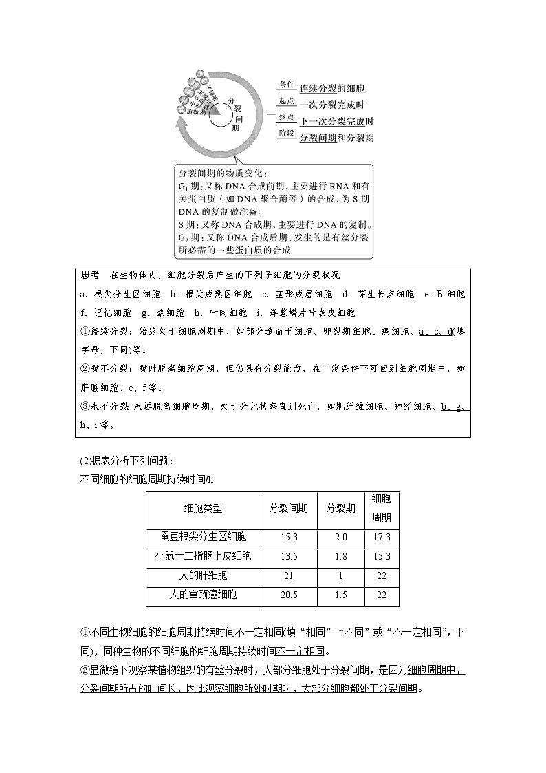 (新高考)2023年高考生物一轮复习讲义第4单元第1课时细胞的增殖(含解析)第2页