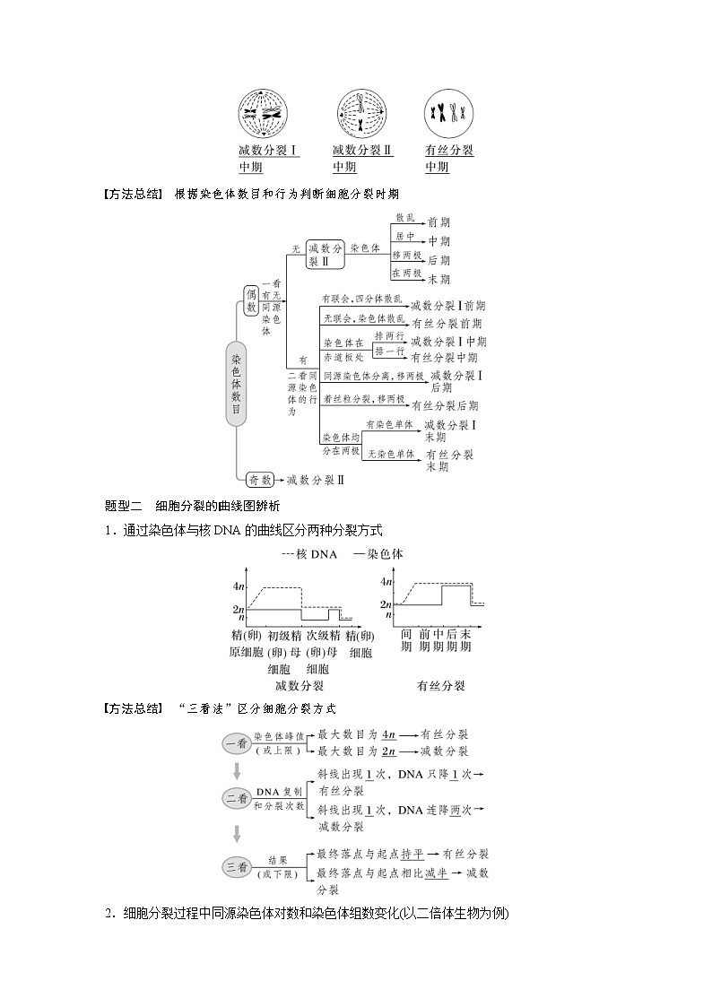(新高考)2023年高考生物一轮复习讲义第4单元第4课时减数分裂与有丝分裂的比较及观察蝗虫精母细胞减数分裂装片(含解析)02