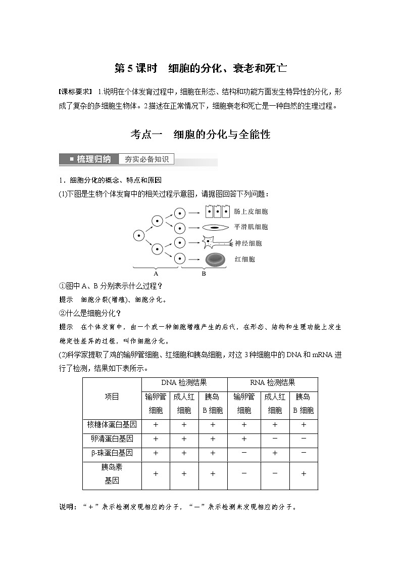 (新高考)2023年高考生物一轮复习讲义第4单元第5课时细胞的分化、衰老和死亡(含解析)01