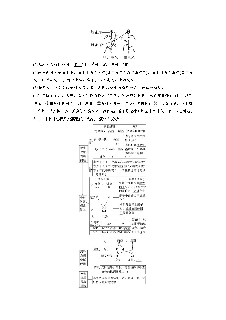 (新高考)2023年高考生物一轮复习讲义第5单元第1课时分离定律的发现(含解析)第2页