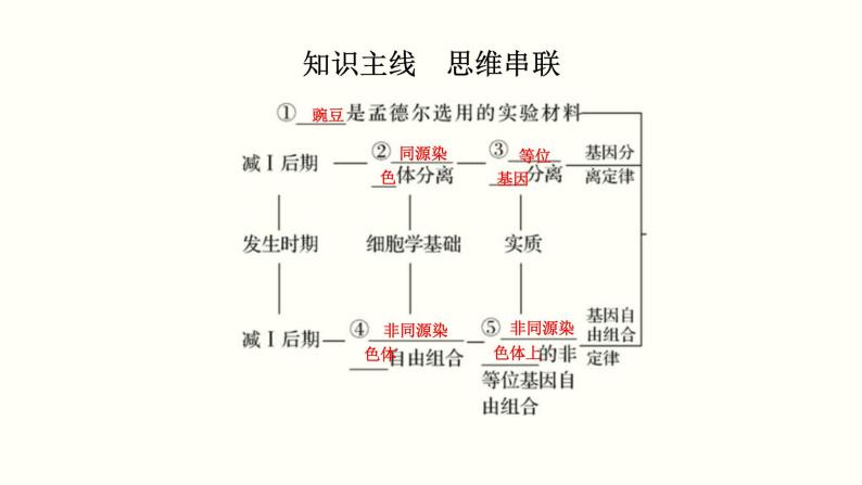 (新高考)高考生物一轮复习课件第六单元遗传的基本规律(含解析)02