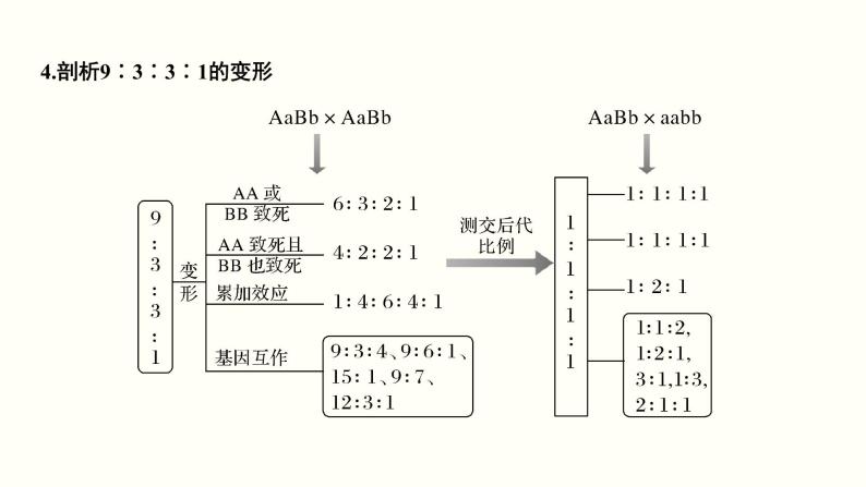 (新高考)高考生物一轮复习课件第六单元遗传的基本规律(含解析)08