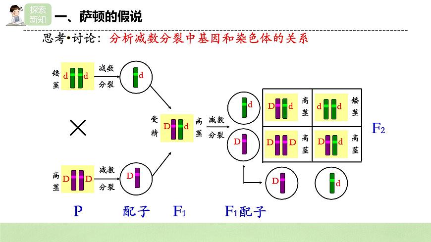 2019人教版高中生物必修二2.2《基因在染色體上》課件第7頁