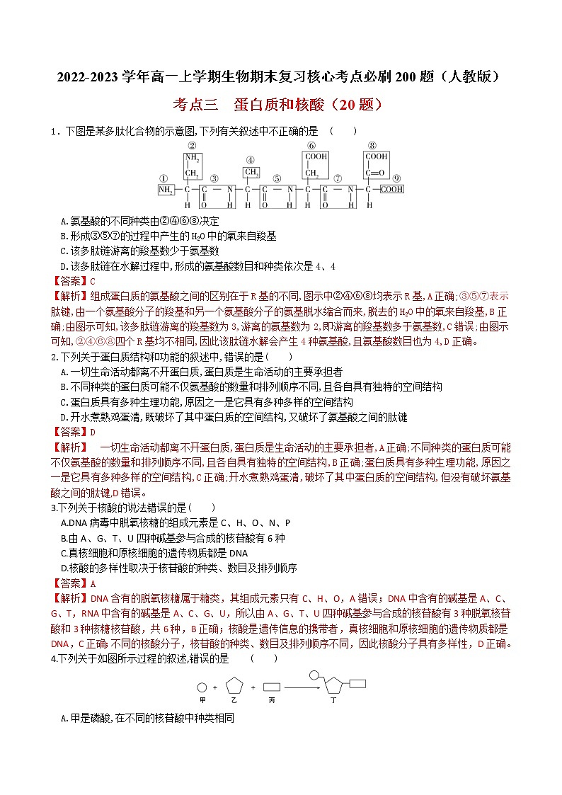 【期末考点复习】人教版(2019)生物必修1 高一上学期期末备考-考点03 蛋白质和核酸(解析版)第1页