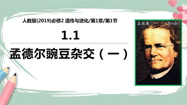 1.1 孟德尔的豌豆杂交实验(一)课件01