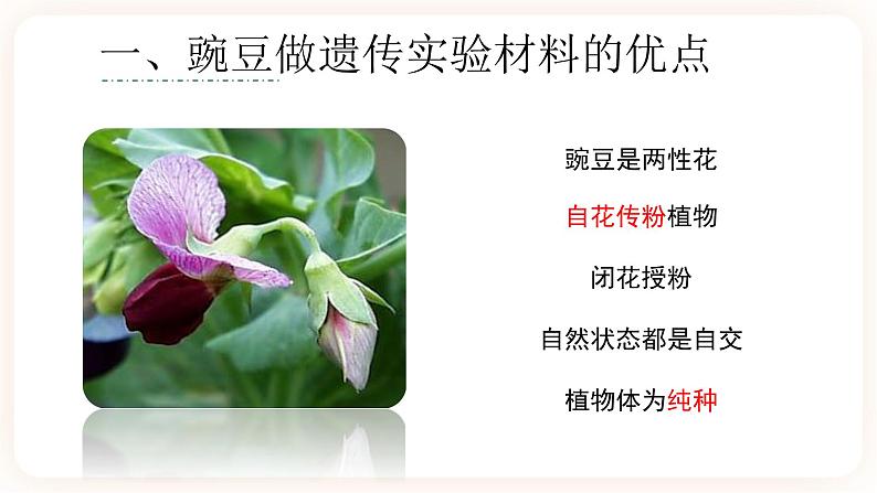 1.1 孟德尔的豌豆杂交实验(一)课件08