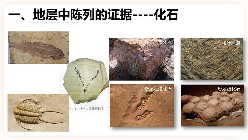 6.1 生物有共同祖先的证据 课件第5页