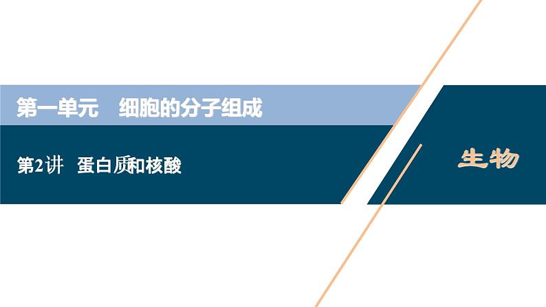 (新高考)高考生物一轮复习讲义课件第2讲蛋白质和核酸 (含解析)01