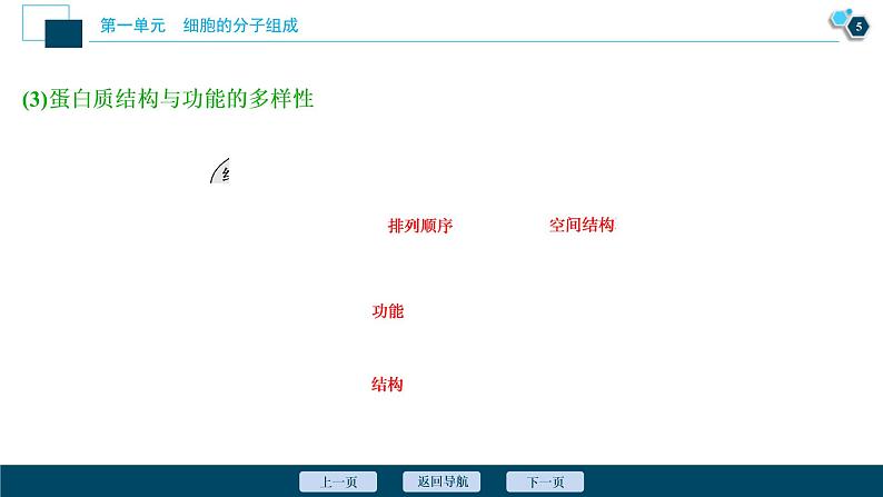 (新高考)高考生物一轮复习讲义课件第2讲蛋白质和核酸 (含解析)06