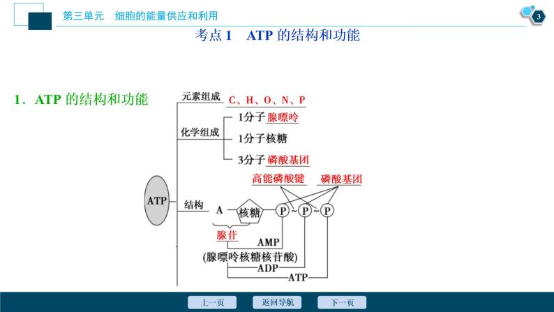 (新高考)高考生物一轮复习讲义课件第8讲ATP及其主要来源——细胞呼吸 (含解析)04
