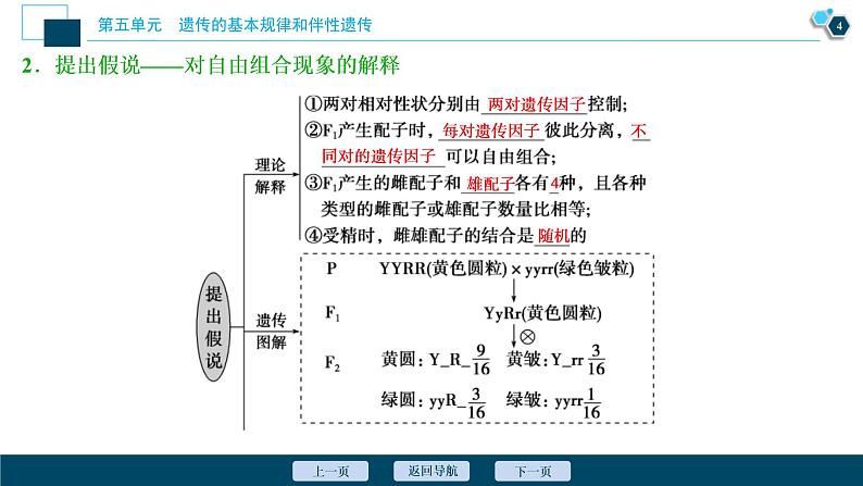 (新高考)高考生物一轮复习讲义课件第14讲基因的自由组合定律 (含解析)第5页