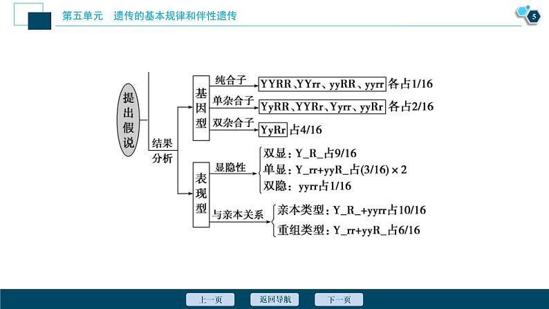(新高考)高考生物一轮复习讲义课件第14讲基因的自由组合定律 (含解析)第6页