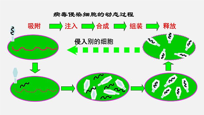 (人教版)高考生物二轮复习课件专题01 细胞的分子组成 (含解析)第4页