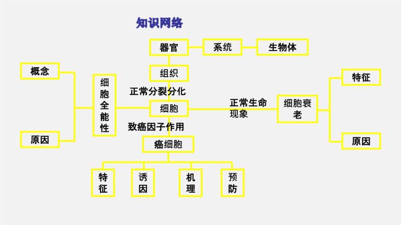 (人教版)高考生物二轮复习课件专题04 细胞的分化、衰老、凋亡和癌变 (含解析)03