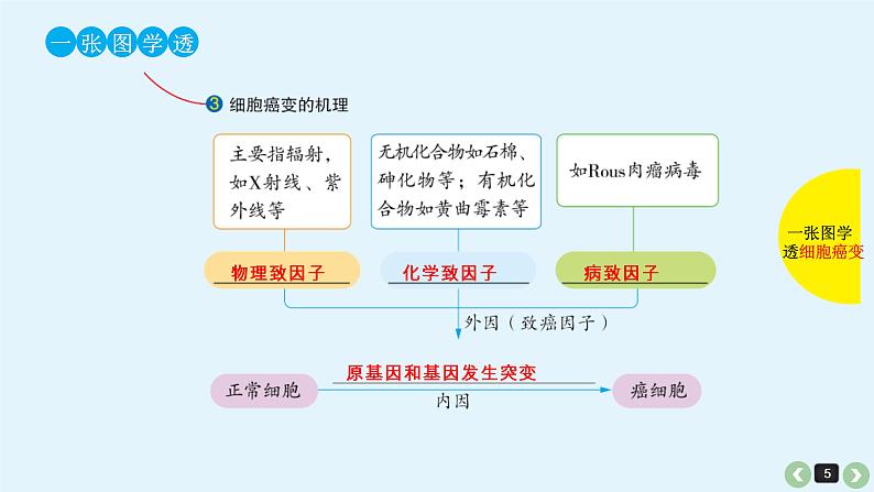 (通用版)高考生物一轮复习课件:第15课-细胞的分化、衰老、凋亡与癌变(含解析)第5页