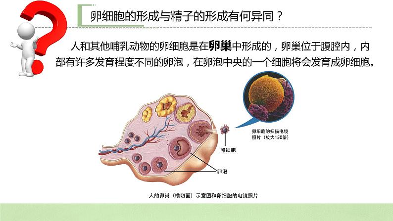 【核心素养】人教版高中生物必修二2.1.2《减数分裂与受精作用》课件PPT+教案+练习04