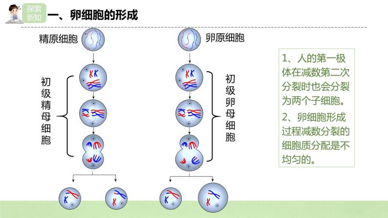 【核心素养】人教版高中生物必修二2.1.2《减数分裂与受精作用》课件PPT+教案+练习07